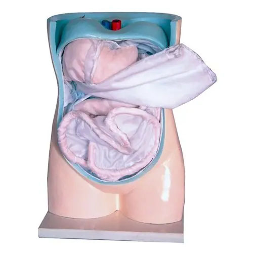 腹膜与内脏模型