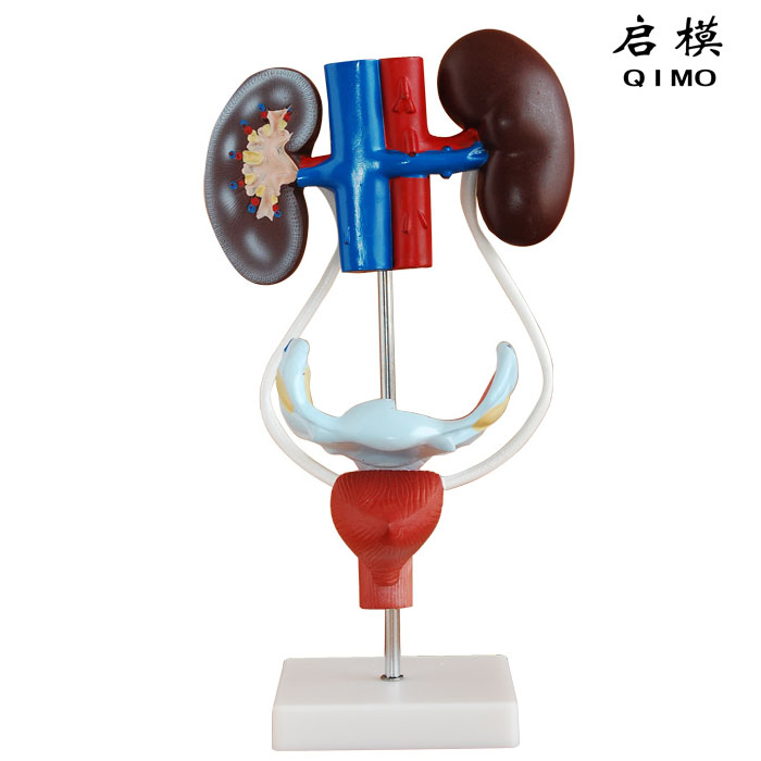J1703女性泌尿生殖系统解剖模型-上海启沭医学仪器有限公司