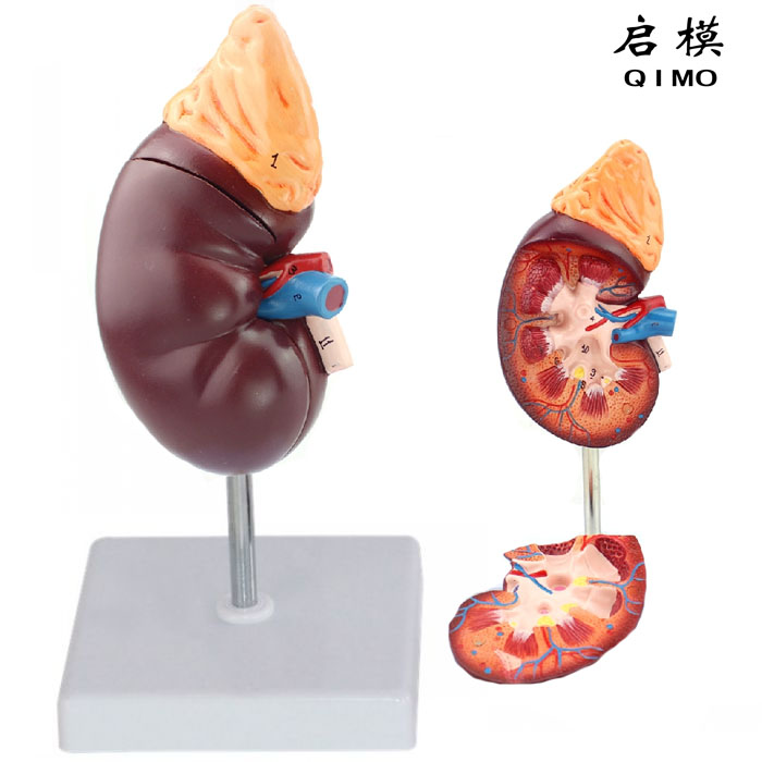 肾与肾上腺模型（放大1.5倍）