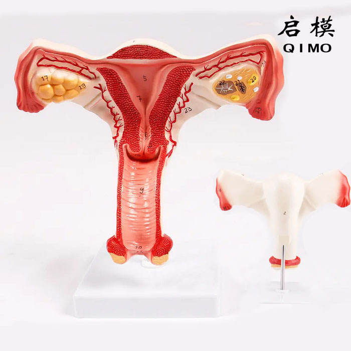 子宫解剖放大模型