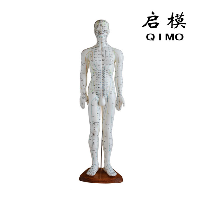人体针灸穴位模型（60cm）-上海启沭医学仪器有限公司