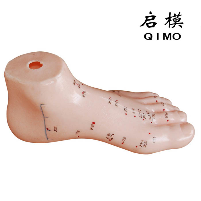 足针灸穴位模型