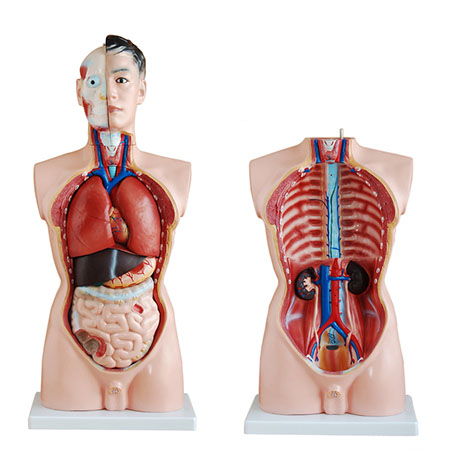 人体躯干解剖模型_上海启沭医学仪器有限公司