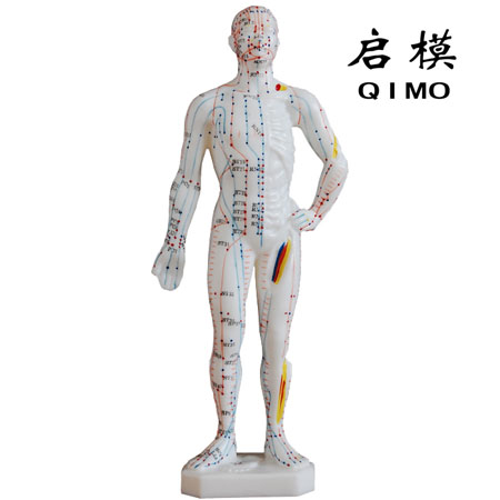 人体针灸模型带肌肉解剖-上海启沭医学仪器有限公司